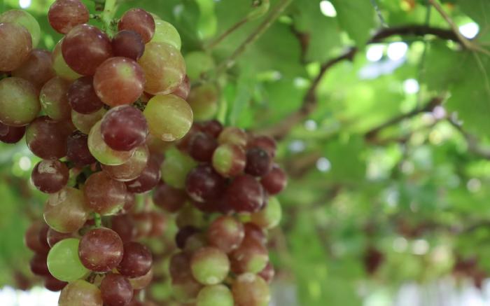 The Vineyard at Tanauan