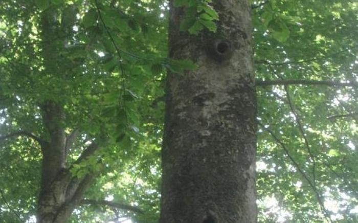 Hotel Chalet Giasenei