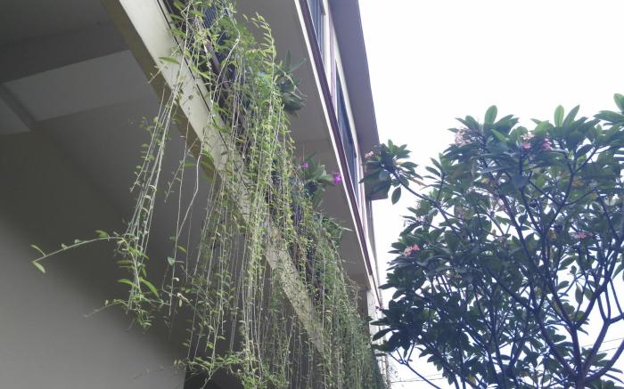 Nyoman Badri Homestay