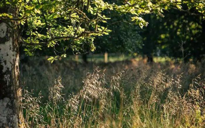 Cardross Estate Glamping Pods