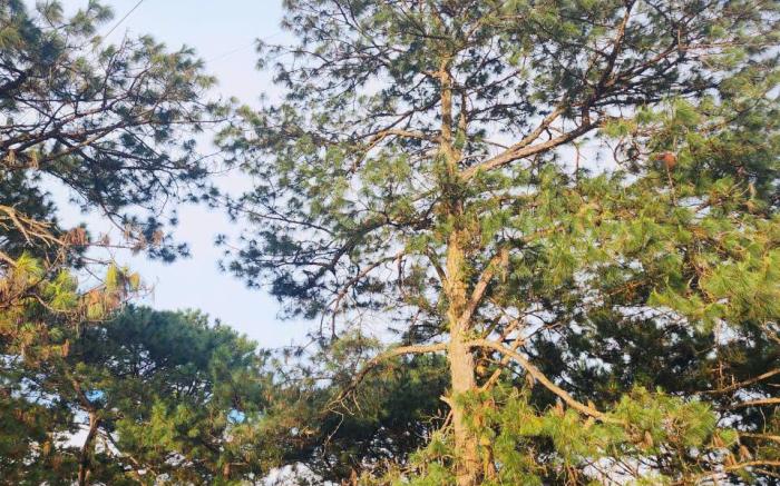 Homecoming Da Lat