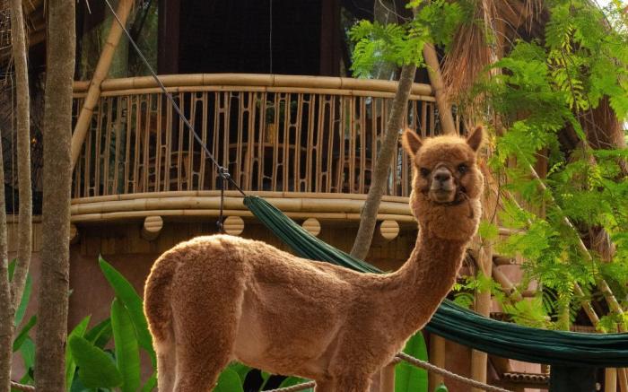 Alpaca Lodge