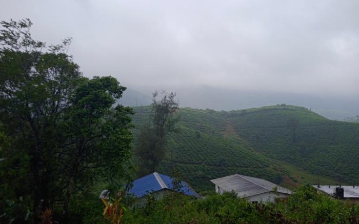 Tea Haven