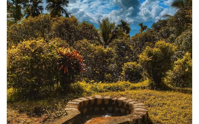 Forest Fusion:LOSE YOURSELF IN NATURE'S LUXURY