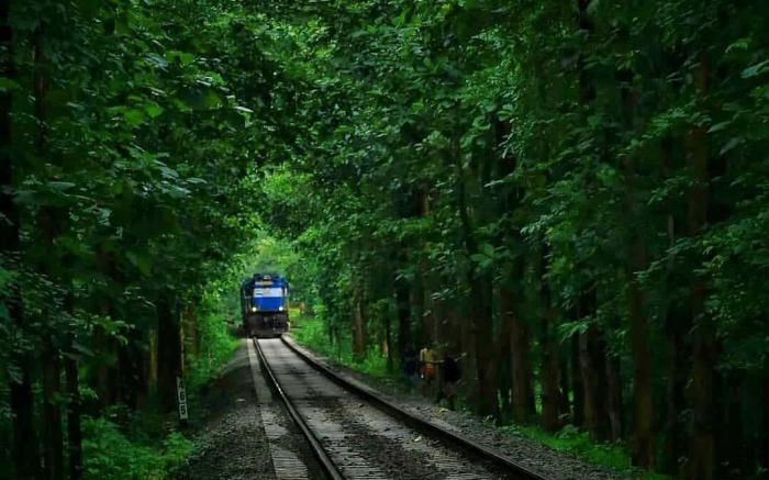 Forest Fusion:LOSE YOURSELF IN NATURE'S LUXURY
