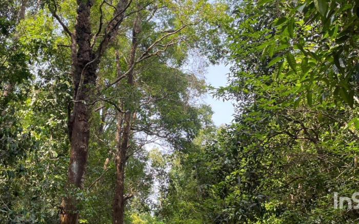 Vanashree Homestay galmudi