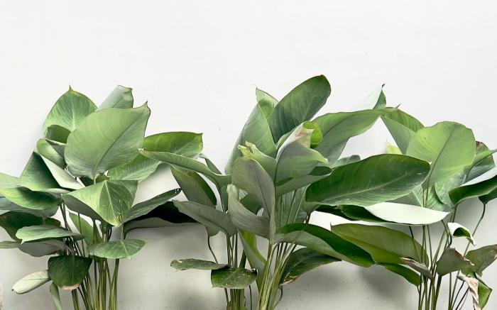 CASA GUADA - Private Villa & Pool House Staycation