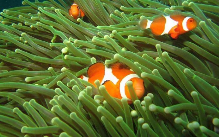 Bentrina Diving Resort