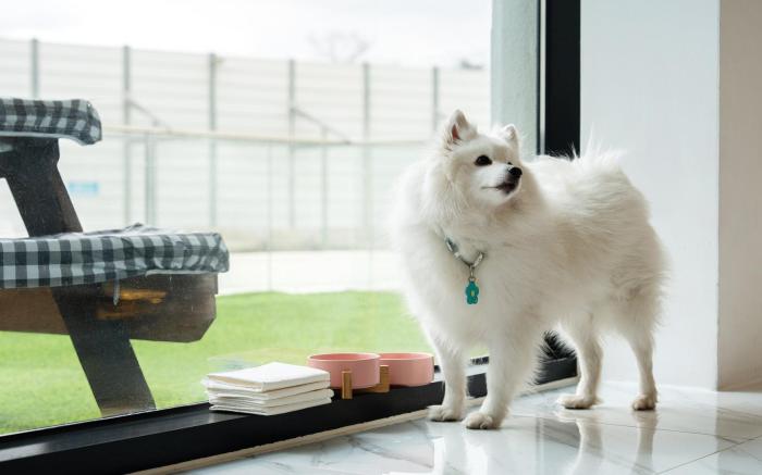 Gyeongju Purspet Dog Pension