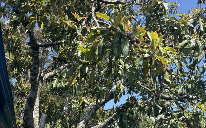 Avocado City Guest Nuwaraeliya