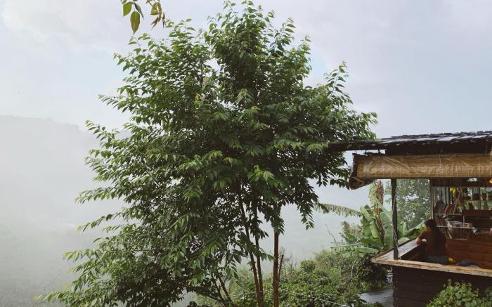 Cú Trên Cây Homestay