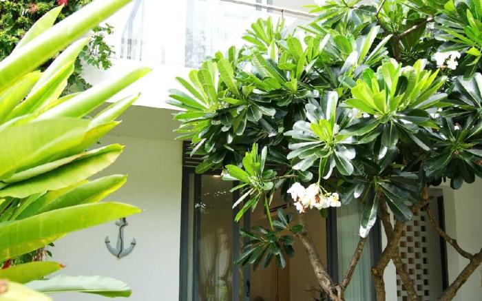 Villa Mimosa 619 Phước Tỉnh - Long Hải |12 Khách