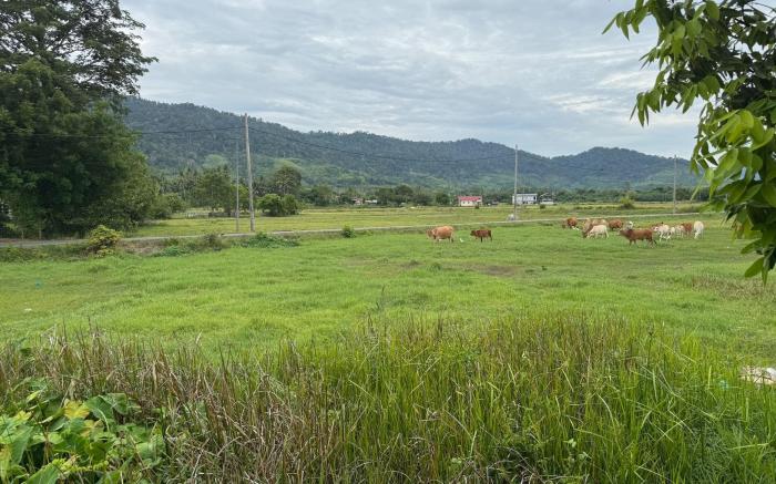 Paddy Field White House