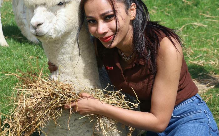 Silverstream Alpaca Farm-stay and Farm Tour