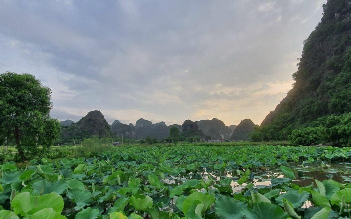 Trang An Rice Field 