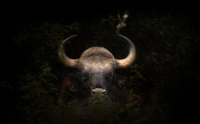 Coorg Wild Walk- CGH Earth Saha