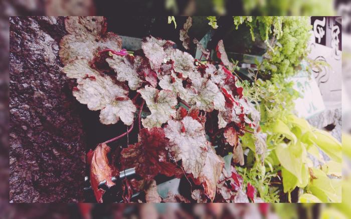 elevator 82 traveller  Inn 3-1