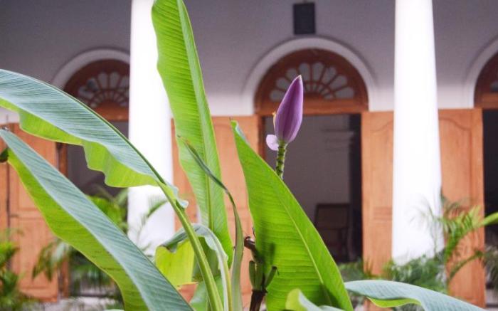 Muhsin Villa