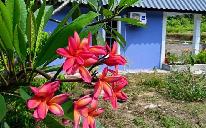 Bonda Garden House - superior room