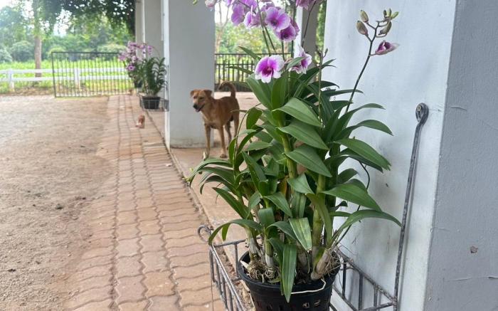 Littlehousekhaoyai ลิตเติ้ลเฮ้าส์เขาใหญ่