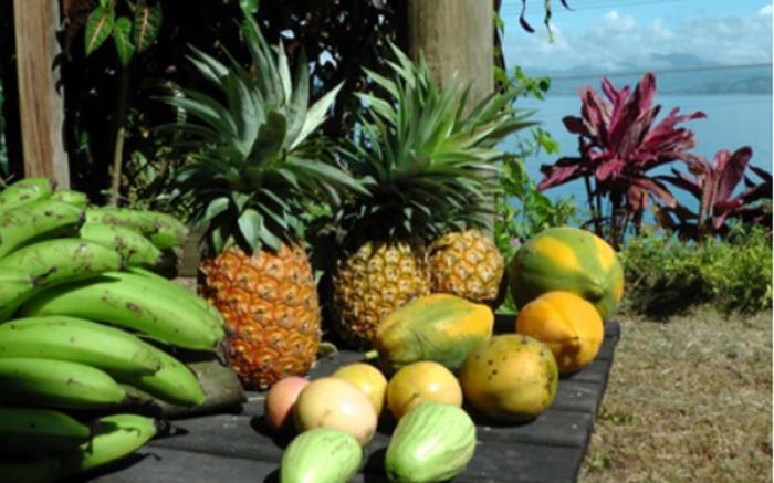 Gecko Lodge Fiji