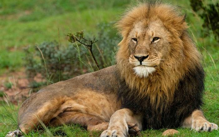 Founders Lodge by Mantis