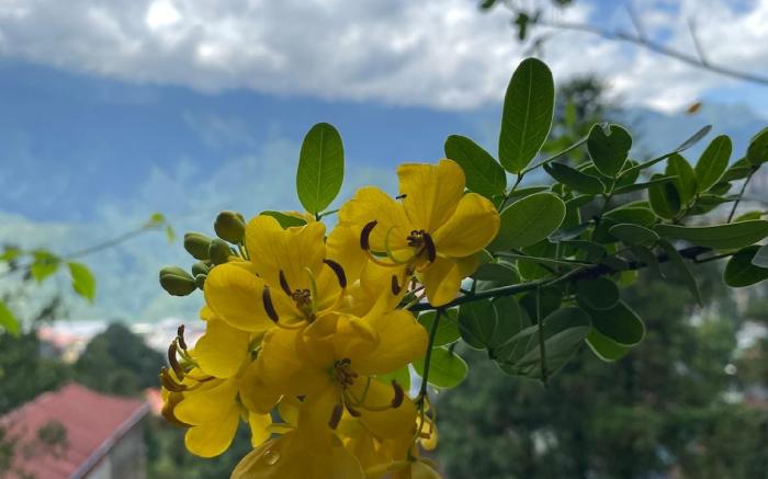 Succulent Garden Homestay 04  - 1 giường king