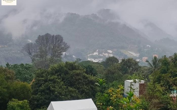 Camelliana Horizon Pongyang