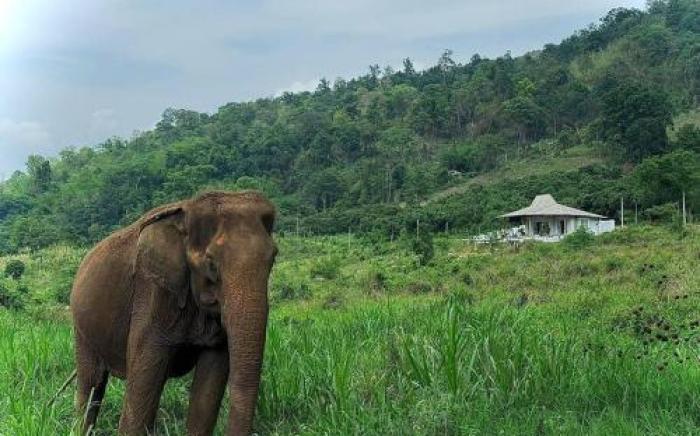 Elephantpoolvilla maetang Chiangmai