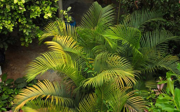 Copperhill - A Luxury Homestay