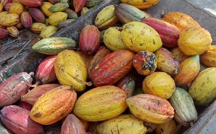 Coco Happy Farm 