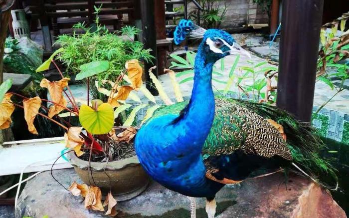 Traditional Thai Wooden House - Lux King Size