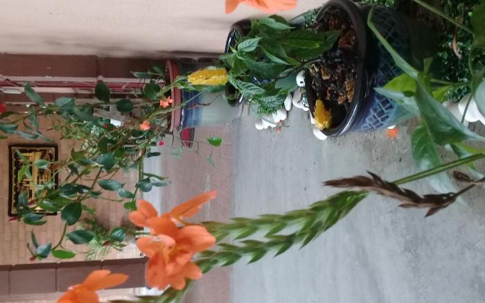 D'aman Homestay Parit Raja Darat
