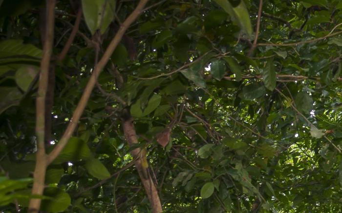 Hotel Garcinia Leaf