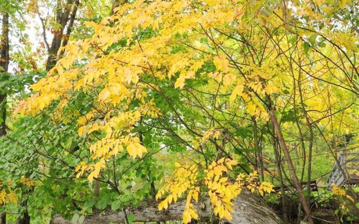 Inn of Four Seasons Subaru