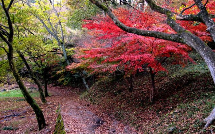 Izu Ippeki lake lakeside terrace
