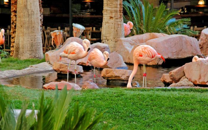 Flamingo Las Vegas