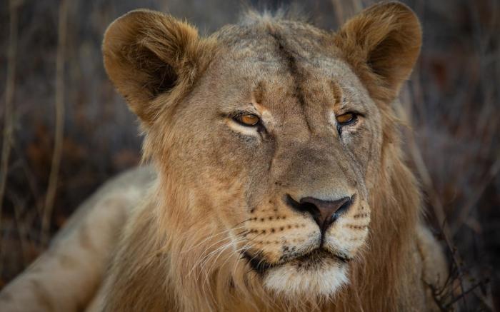 Mabula Game Lodge