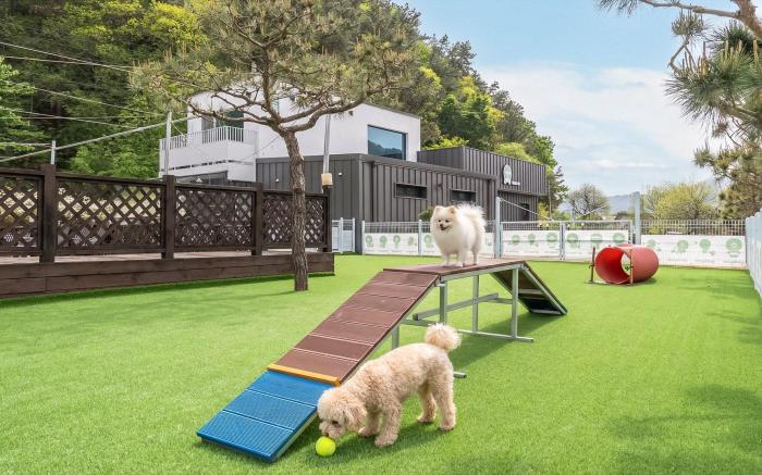 Gapyeong Dangdangi Pet Poolvilla Blue