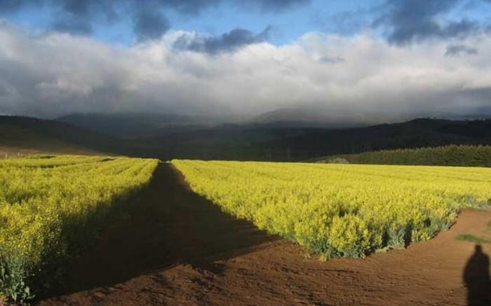 Curringa Farm Accommodation