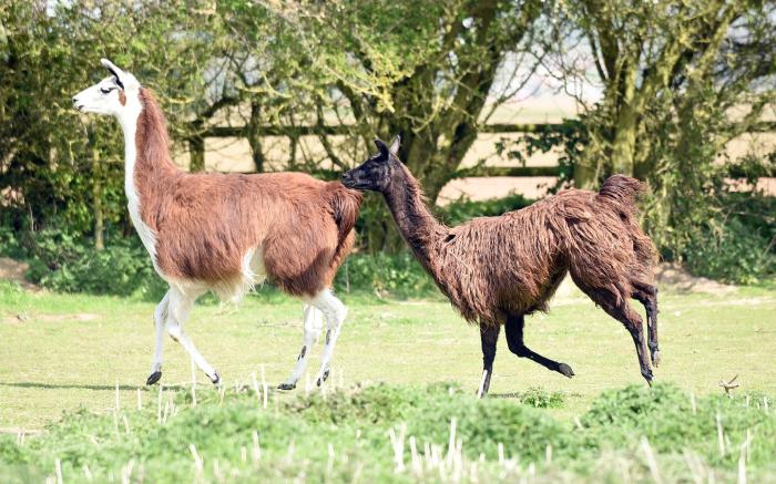 Glamping with Llamas