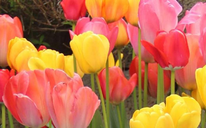 Tulip Inn Beaulieu Lausanne