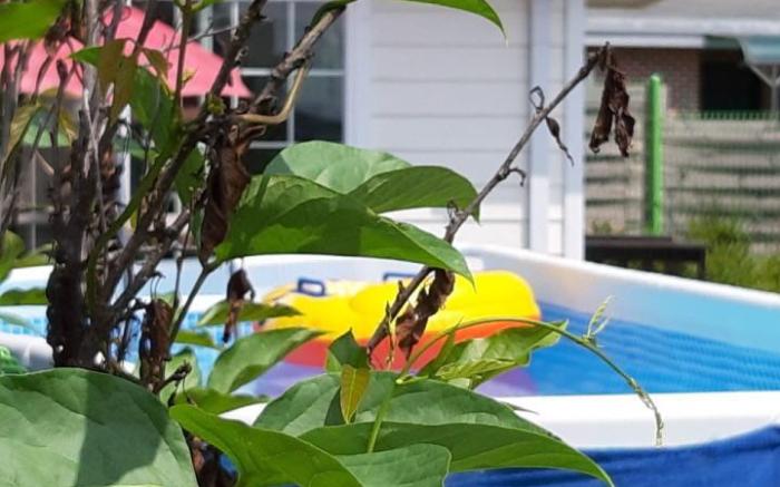 Mongsanpo mong and mong