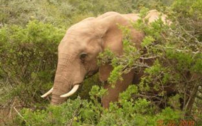 De Old Drift Guest Farm Bed and Breakfast