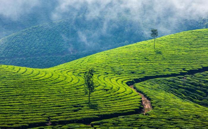 Namasthe Munnar