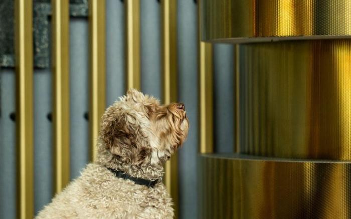 The Den, ‘s-Hertogenbosch, a Tribute Portfolio Hotel