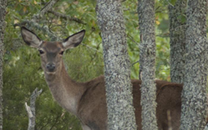 Hospederia El Pico del Fraile