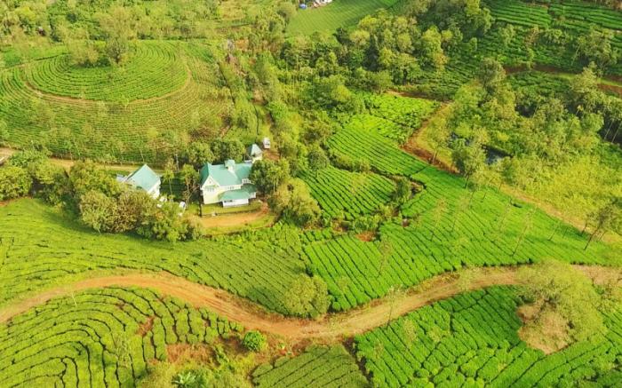 Lavender Vagamon