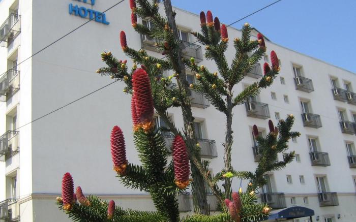 City Hotel