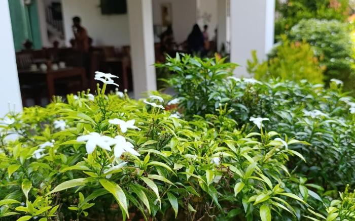 Amelia Resort Sigiriya